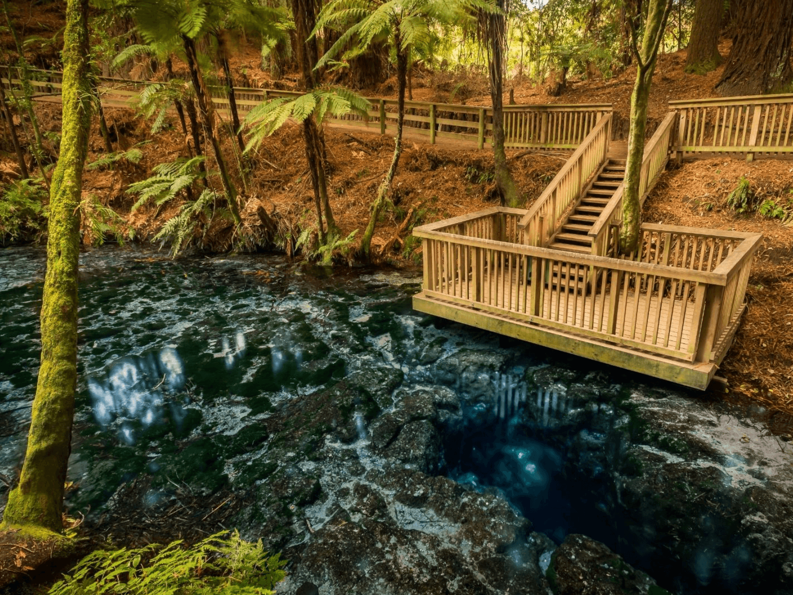 Viewing platform and boardwalk over clear spring at Hamurana Springs in Rotorua, surrounded by native forest and ferns.