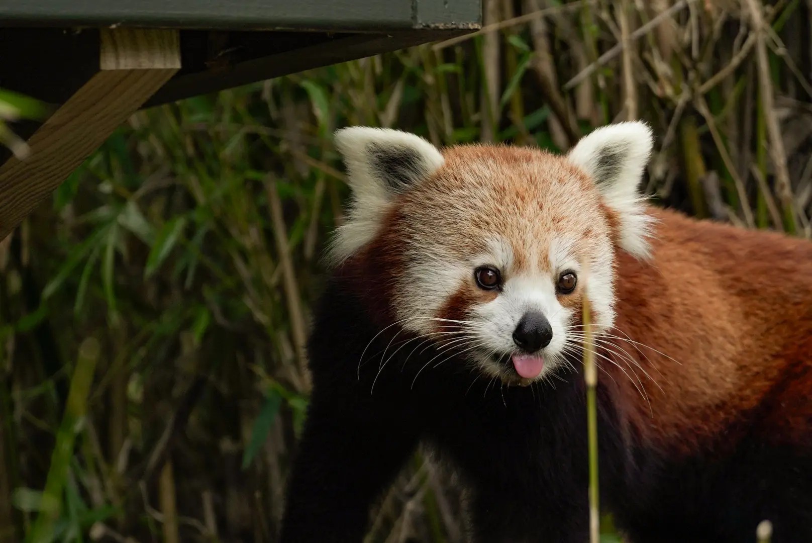 Red panda sticking its tongue out.