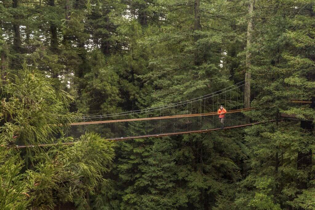 Person standing on a suspended bridge at the Rotorua Tree Walk