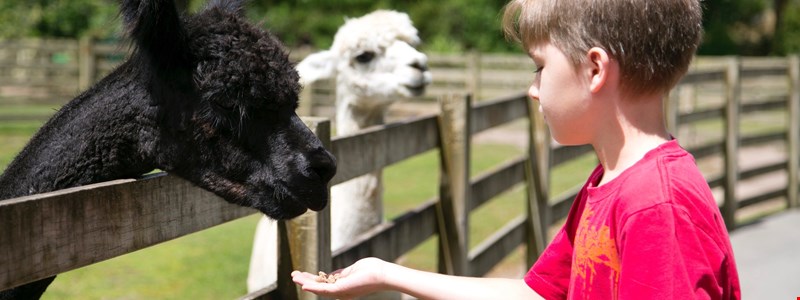 A child feeds the alpacas at Paradise Valley Rotorua.