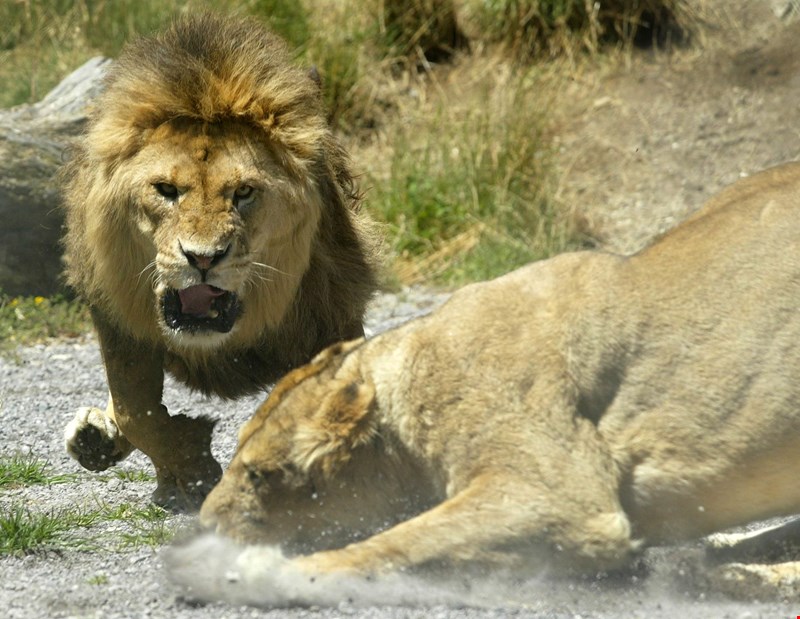 Lion feeding at Paradise Valley in Rotorua.