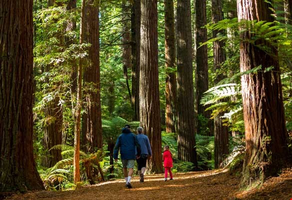 Family and children in awe of the Redwood forest in Rotorua.