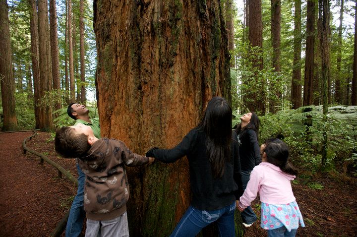 The Redwoods Forest nature walk is a family friendly activity in Rotorua.