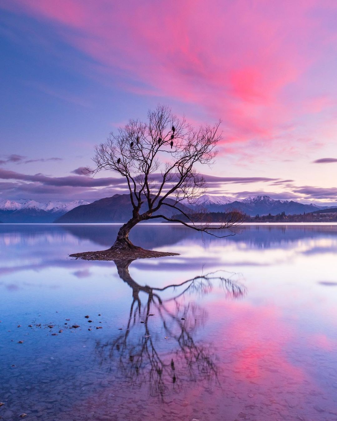 The Wanaka Tree with a stunning pink sunset behind it.
