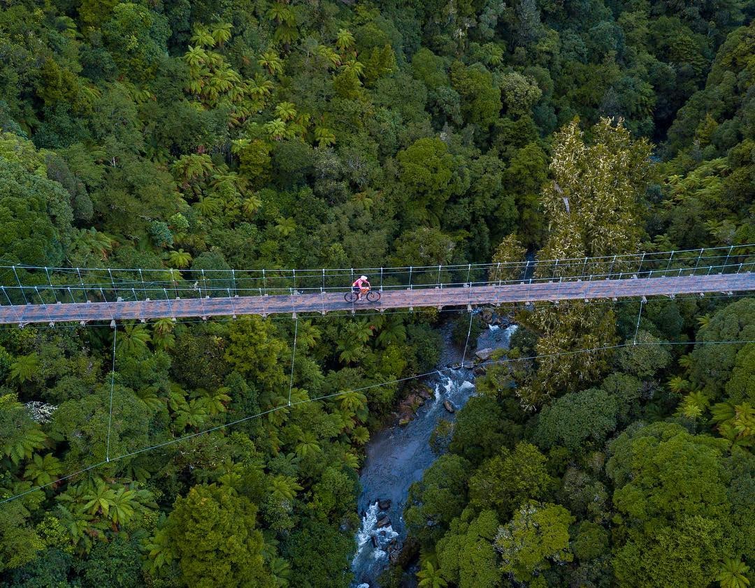 A person bikes across a 100m suspension bridge on the Pureora Timber Trail.