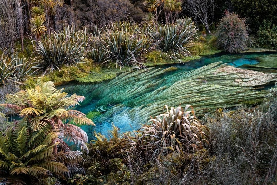 A stunning capture of the natural blue waters that weave and wander beside the Te Waihou Walkway.