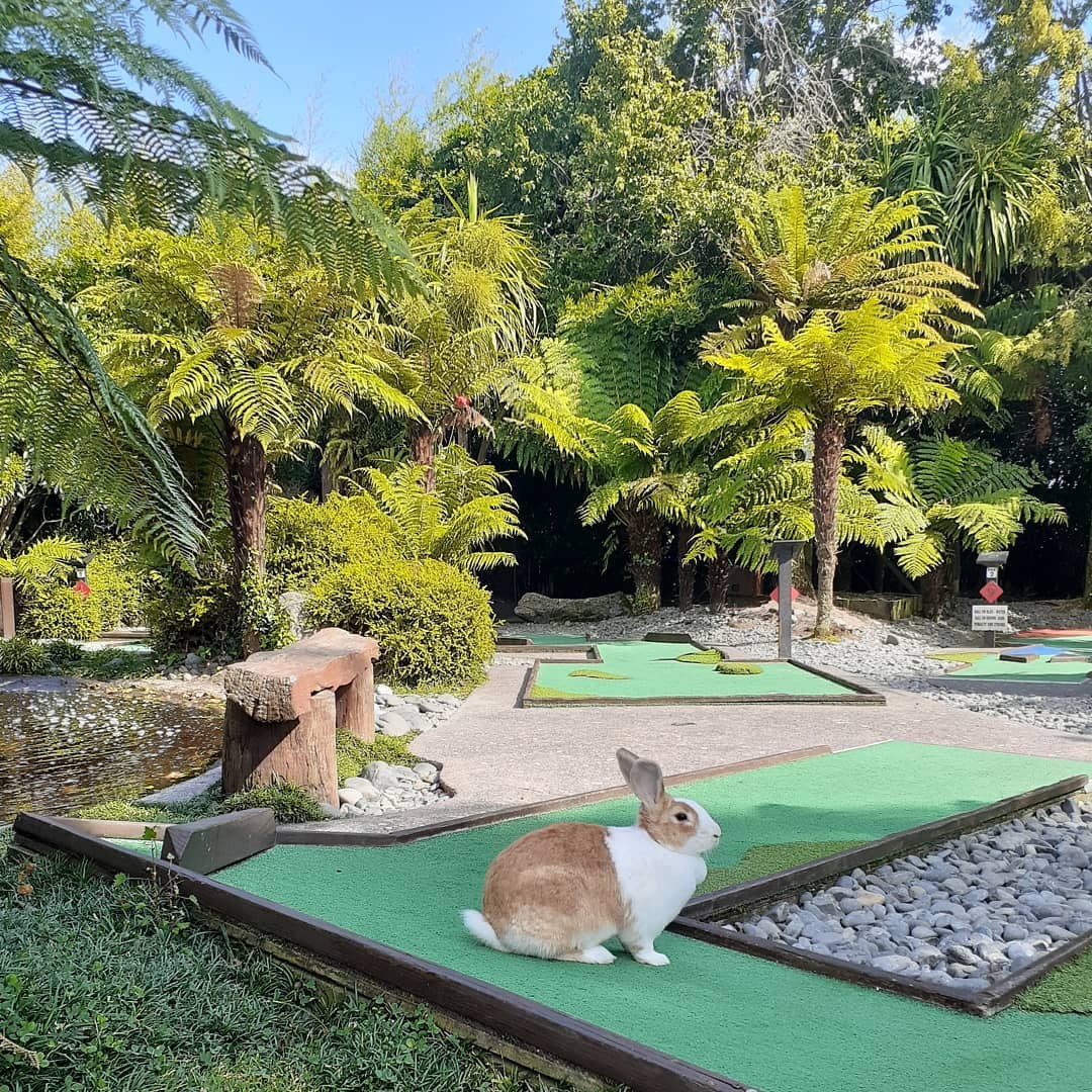 A Flemish rabbit sits on a section of the mini putt course at Rotorua Mini Golf.