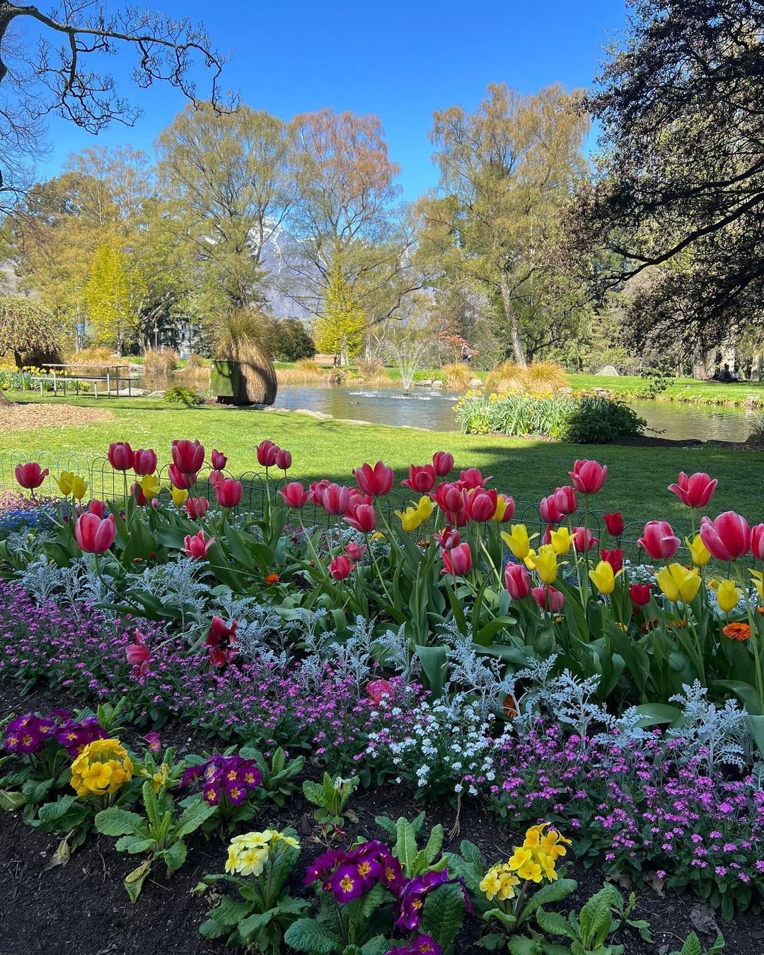A stunning photo of a garden bursting with roses in full bloom in the Queenstown Gardens.