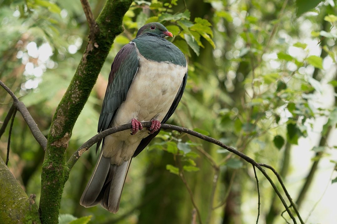 A Kererū (wood pigeon) perched on a branch in the free flight aviary at the Ōtoranga Kiwi House near Hamilton.