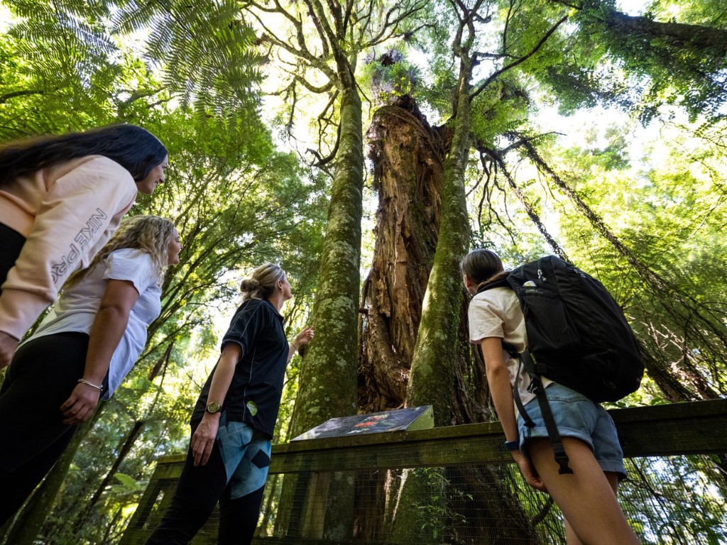 A group of people on a guided tour of Sanctuary Mountain - Maungatautari marvel at native NZ tree.