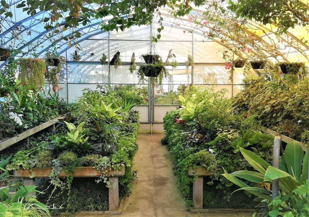 The glasshouse full of thriving plat life at Queens Park in Invercargill.