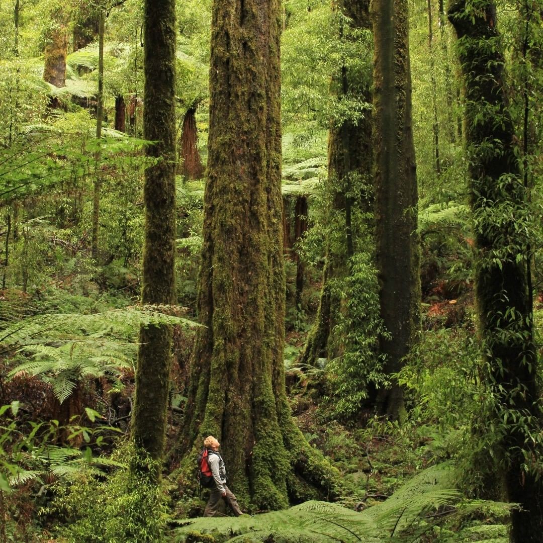 A lady stops at the base of a Redwood tree in the Whakarewarewa forest to appreciate the size of it.
