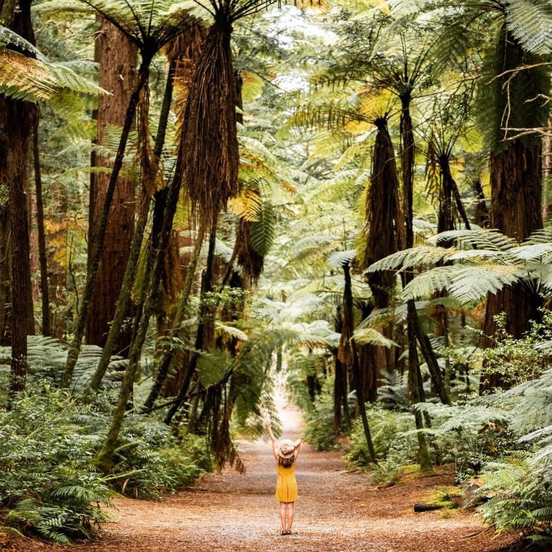 A lady stands in front of towering Redwoods in the magical Whakarewarewa forest in Rotorua, New Zealand.