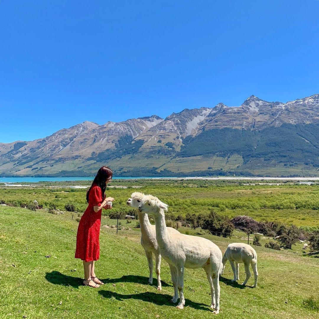 A lady feeds alpacas at the Animal Farm in Glenorchy.