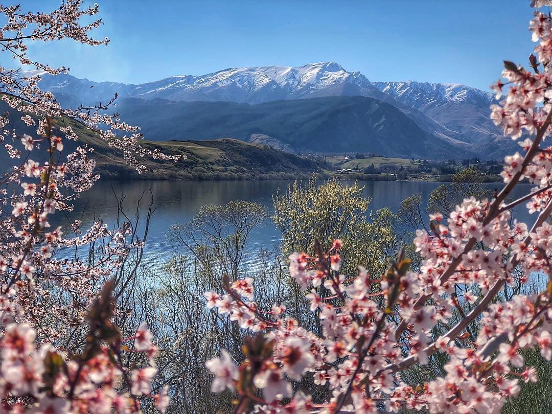 A stunning photo of Lake Hayes in spring with cherry blossom trees in the foreground.