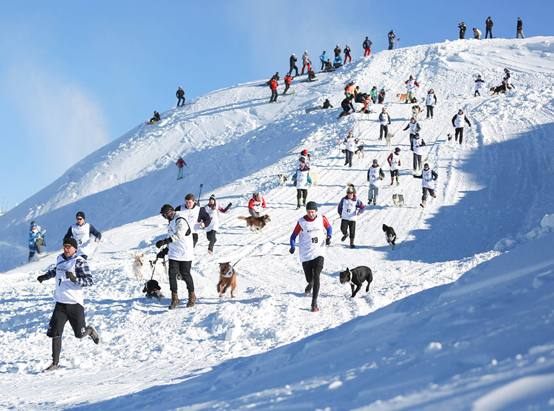 Crowds of people running down snowy mountain with their dogs at the Annual Dog Derby Winterfest event in Queenstown.