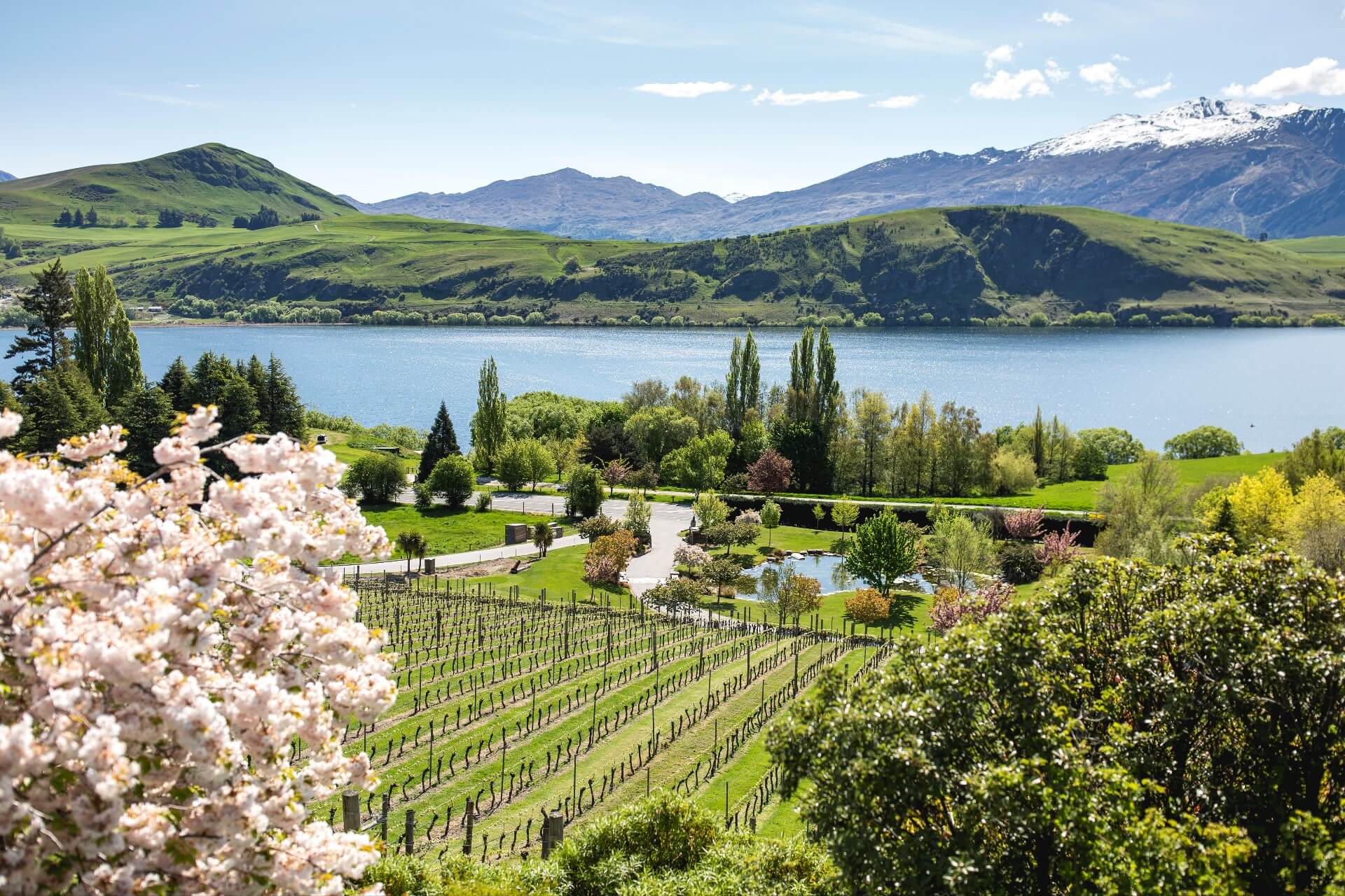 A superbly scenic outlook of the Stoneridge estate vines with Lake Hayes shimmering in the background.