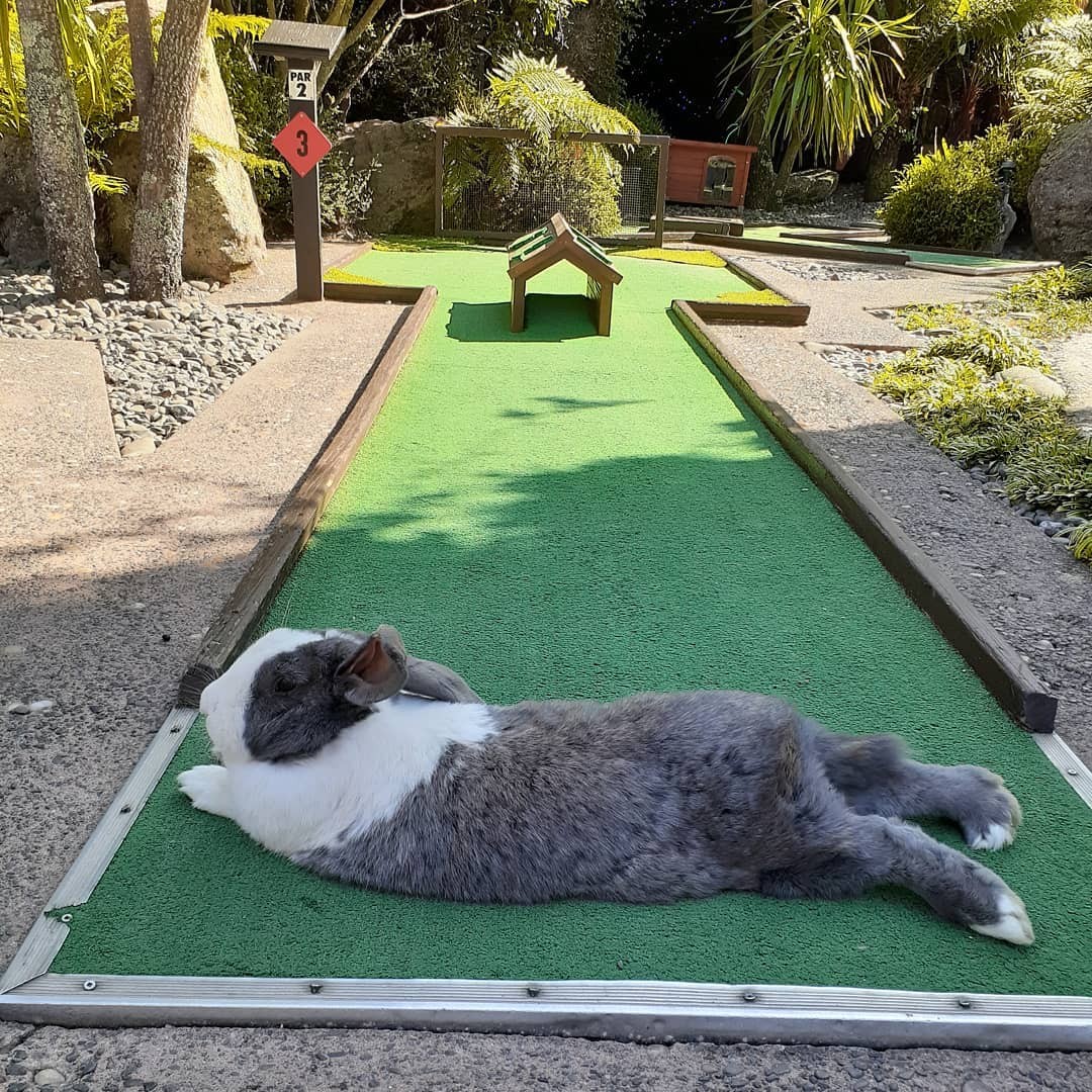 A giant Flemish rabbit sprawled at the Rotorua mini putt course.