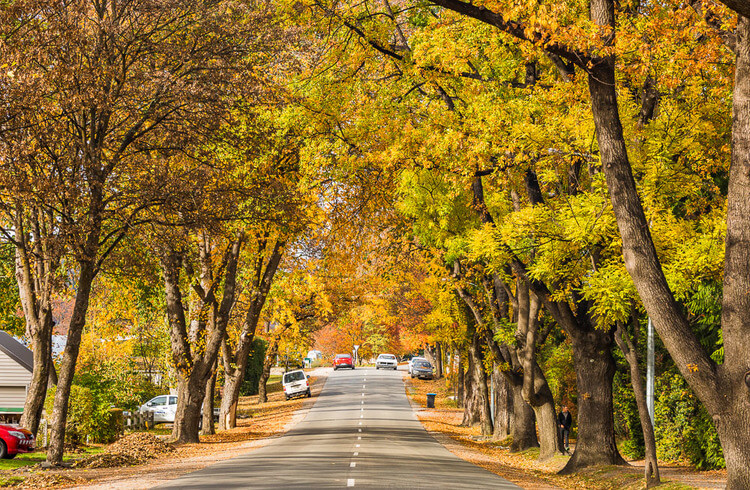 A road in Arrowtown stretches into the distance as golden trees overhang it in Autumn.