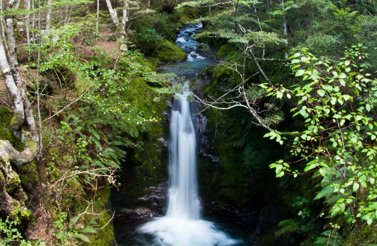 A tall waterfall surround by forest along the Mount Crichton loop track.