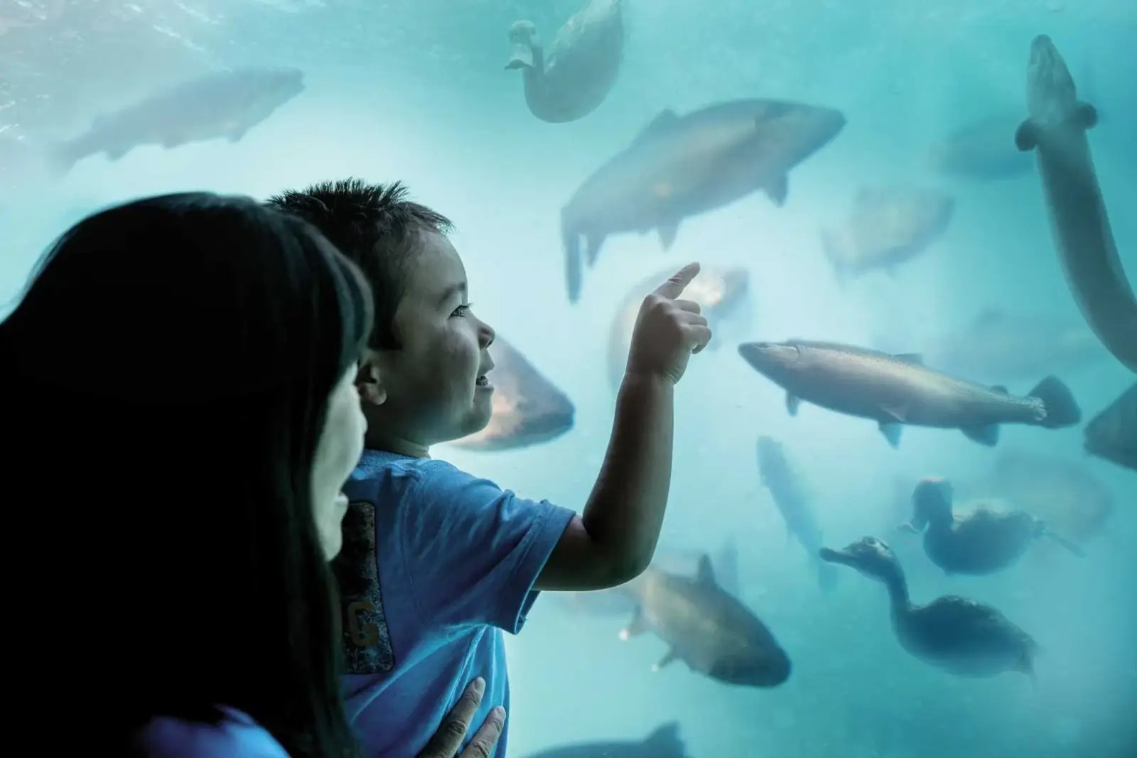 Woman holding up a child, who is pointing at a video of prehistorical fish at the KJet Time Tripper Underwater Theatre in Queenstown.