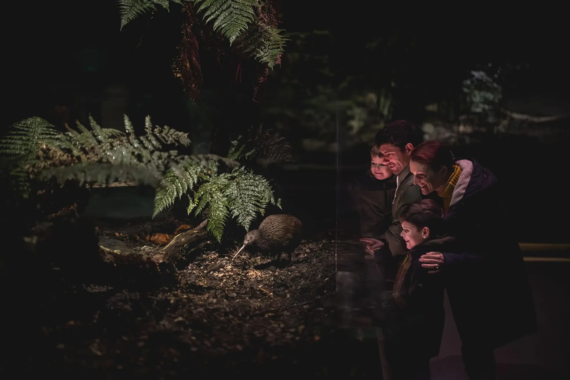 Family of two parents and two kids pointing at a kiwi inside an indoor, darkly-lit enclosure at the Queenstown Kiwi Park.