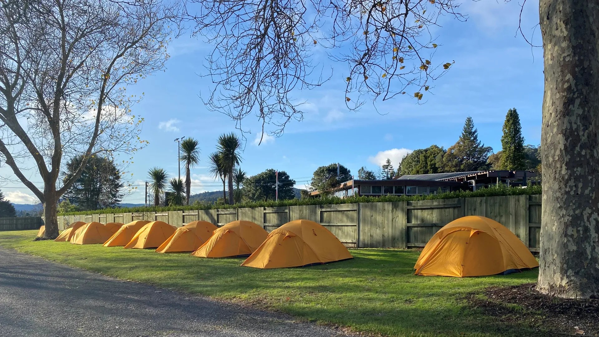 Row of small yellow camping tents on grass in front of a wooden fence.