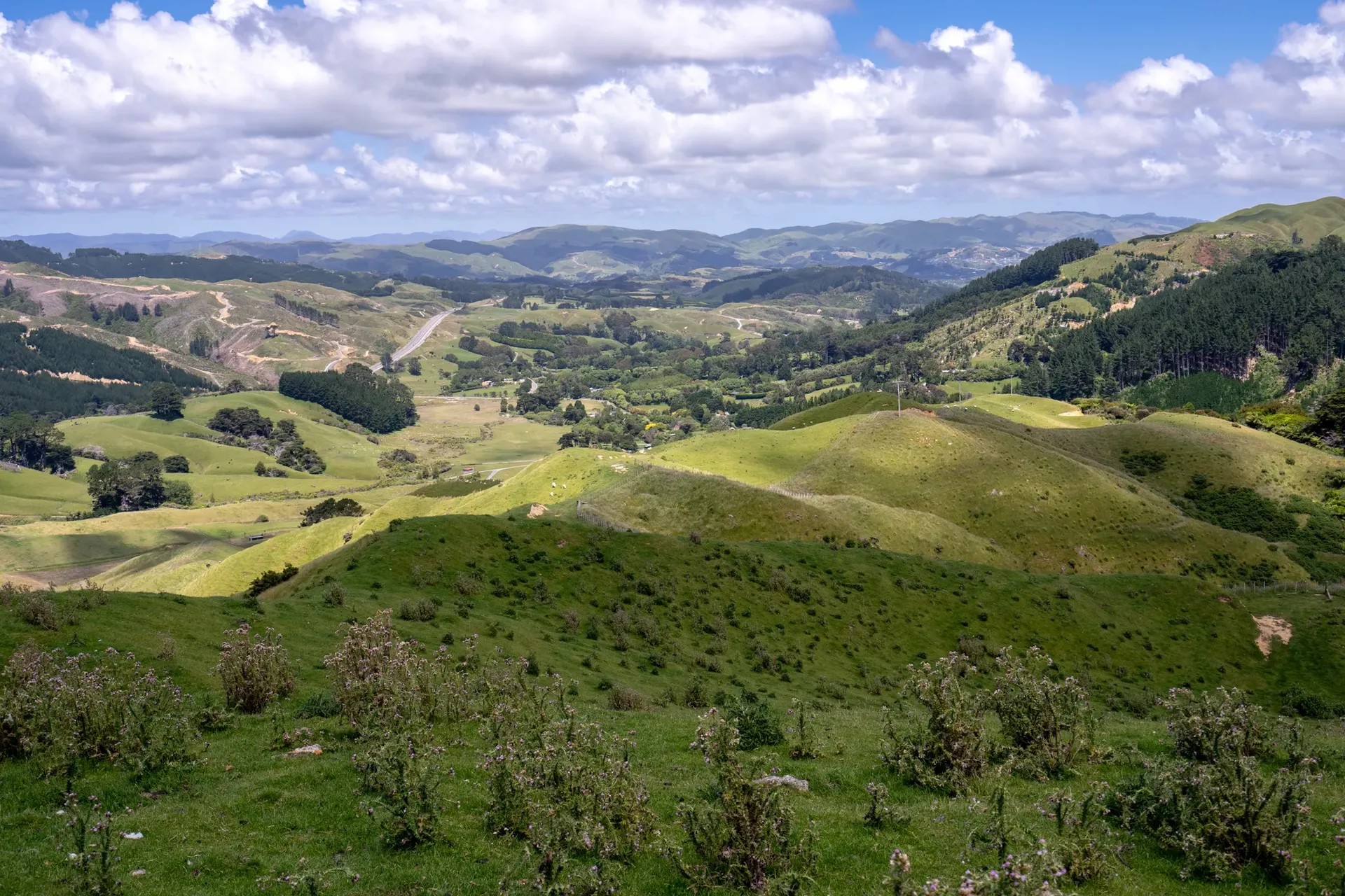 Panoramic landscape of Battle Hill Farm Park showing green pastures, scattered trees and Wellington's hill country.