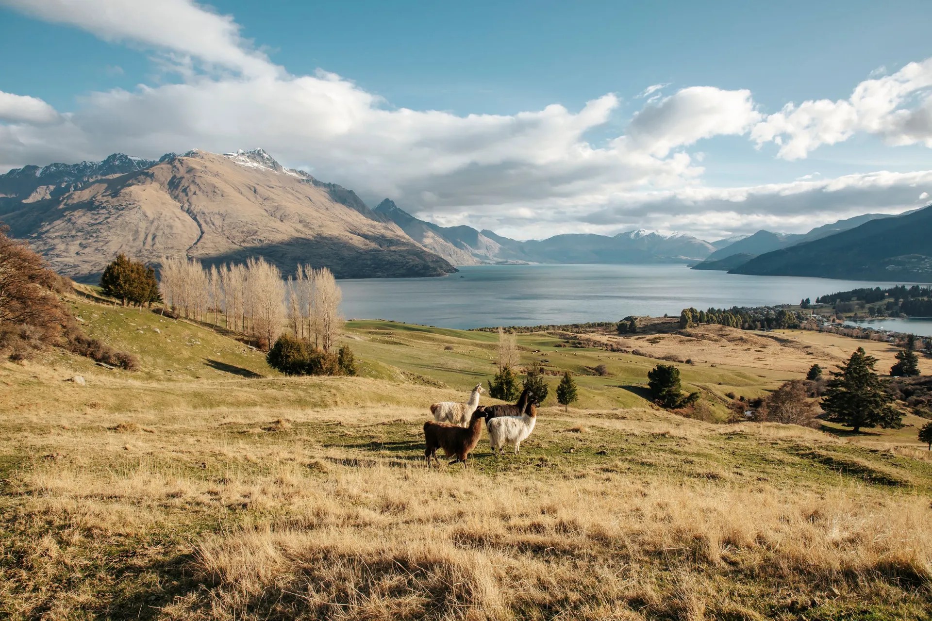 Llamas and alpacas on golden grassland at Deer Park Heights with Lake Wakatipu and mountain ranges in the background.