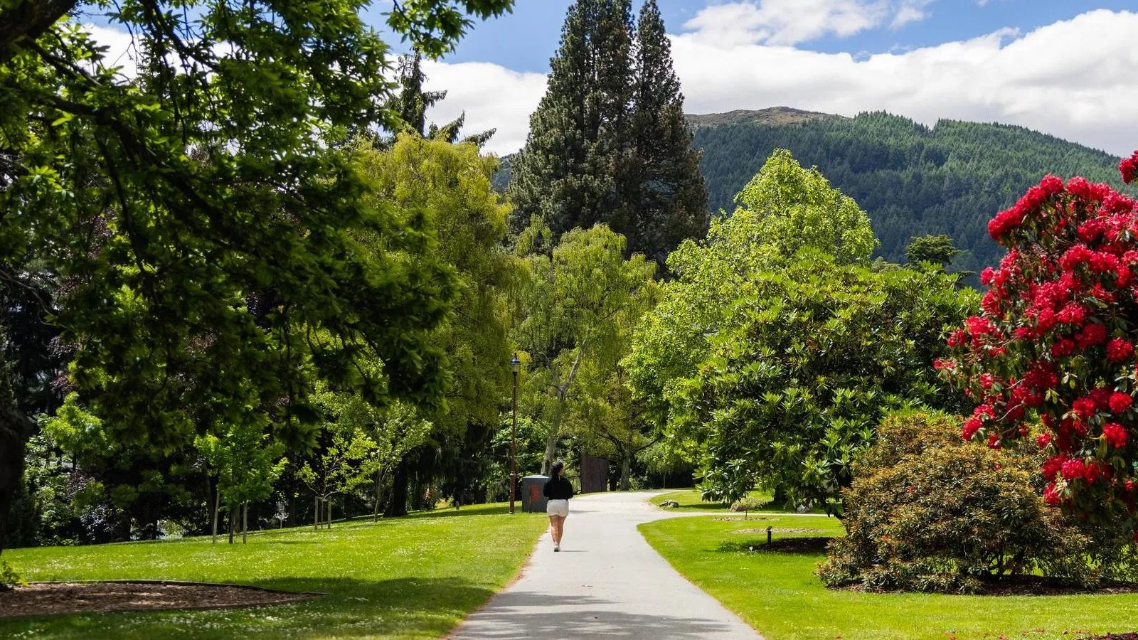 Person walking down pathway between various trees.