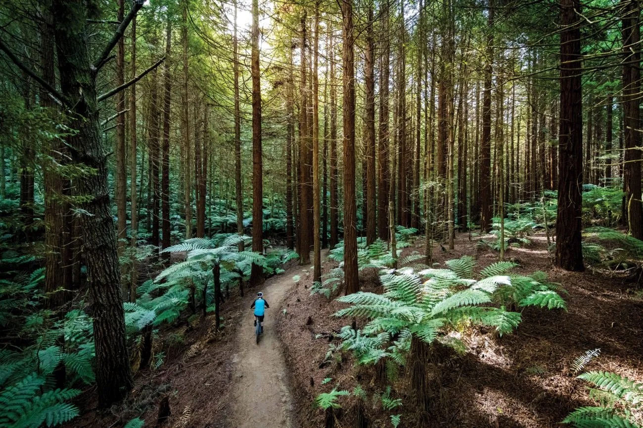 A cyclist riding on a path though a forest of tall trees.
