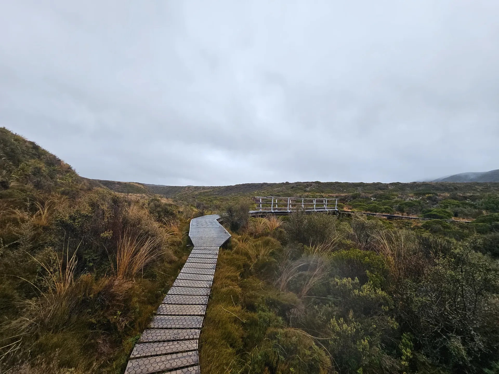 A wooden boardwalk in a shrub-filled field.