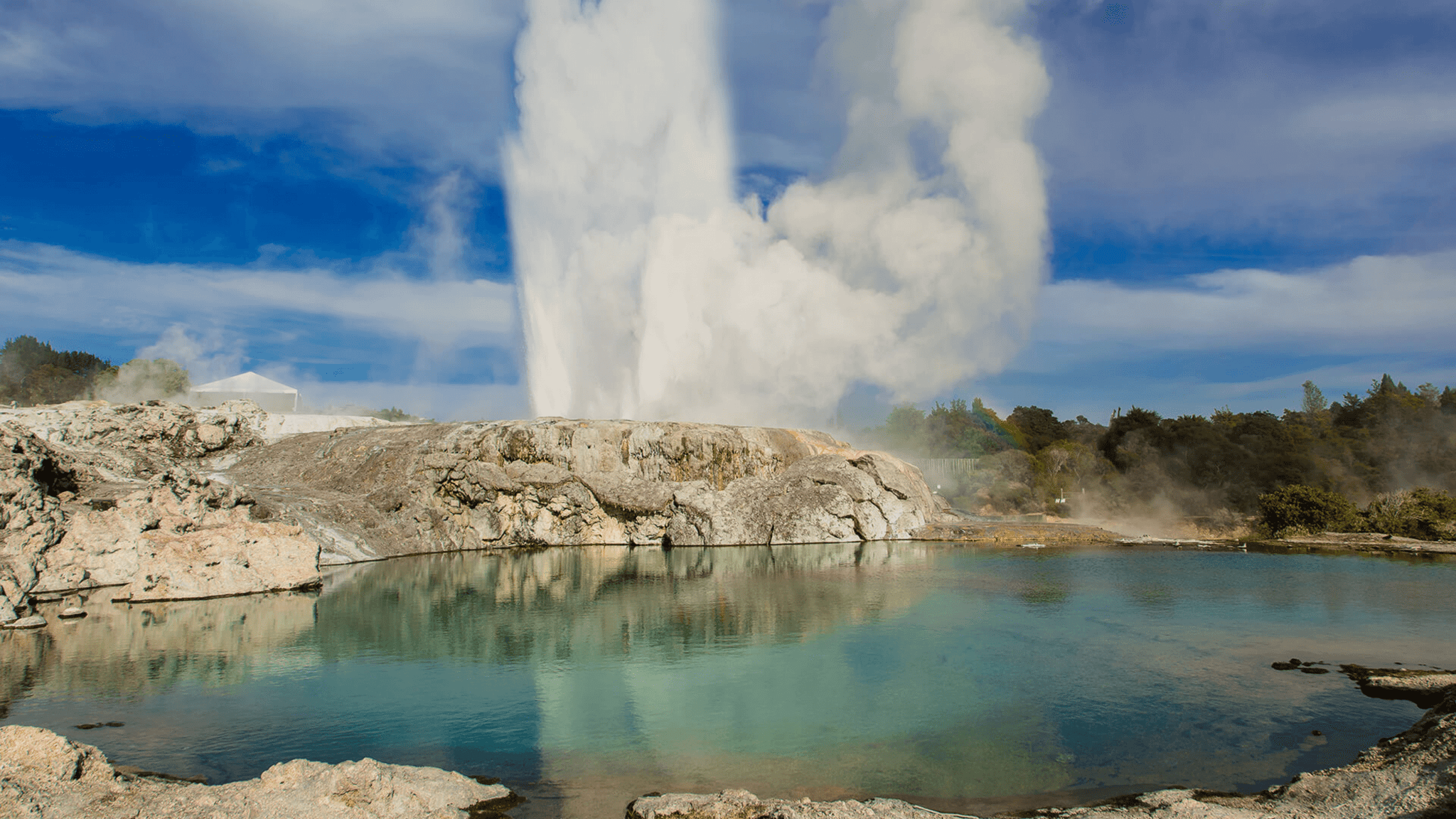 Pōhutu Geyser erupting at Whakarewarewa in Rotorua, with steam rising above a geothermal pool under a blue sky.
