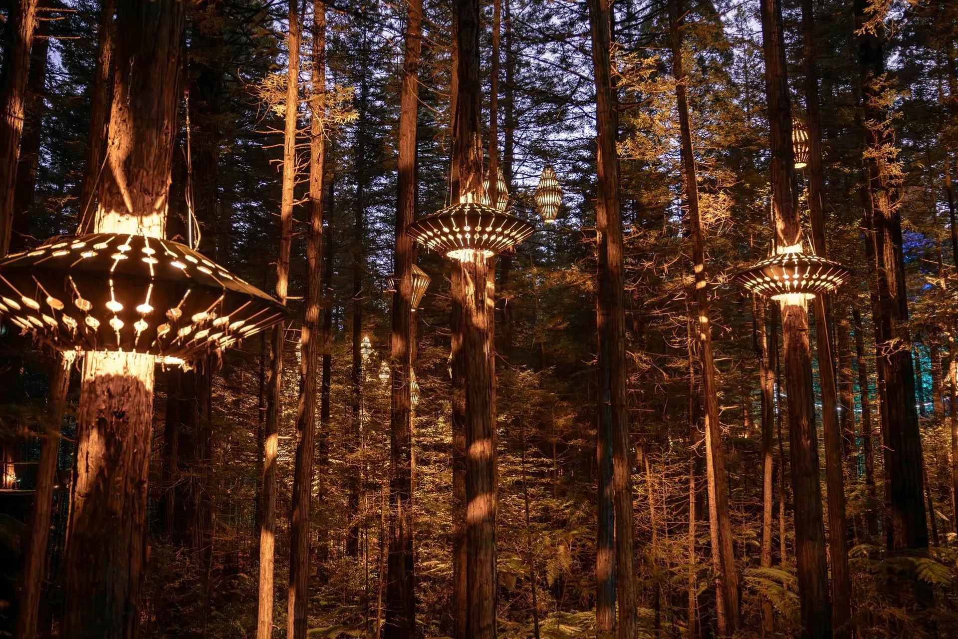 Large lit-up lanterns surrounding trees in a California redwood forest.