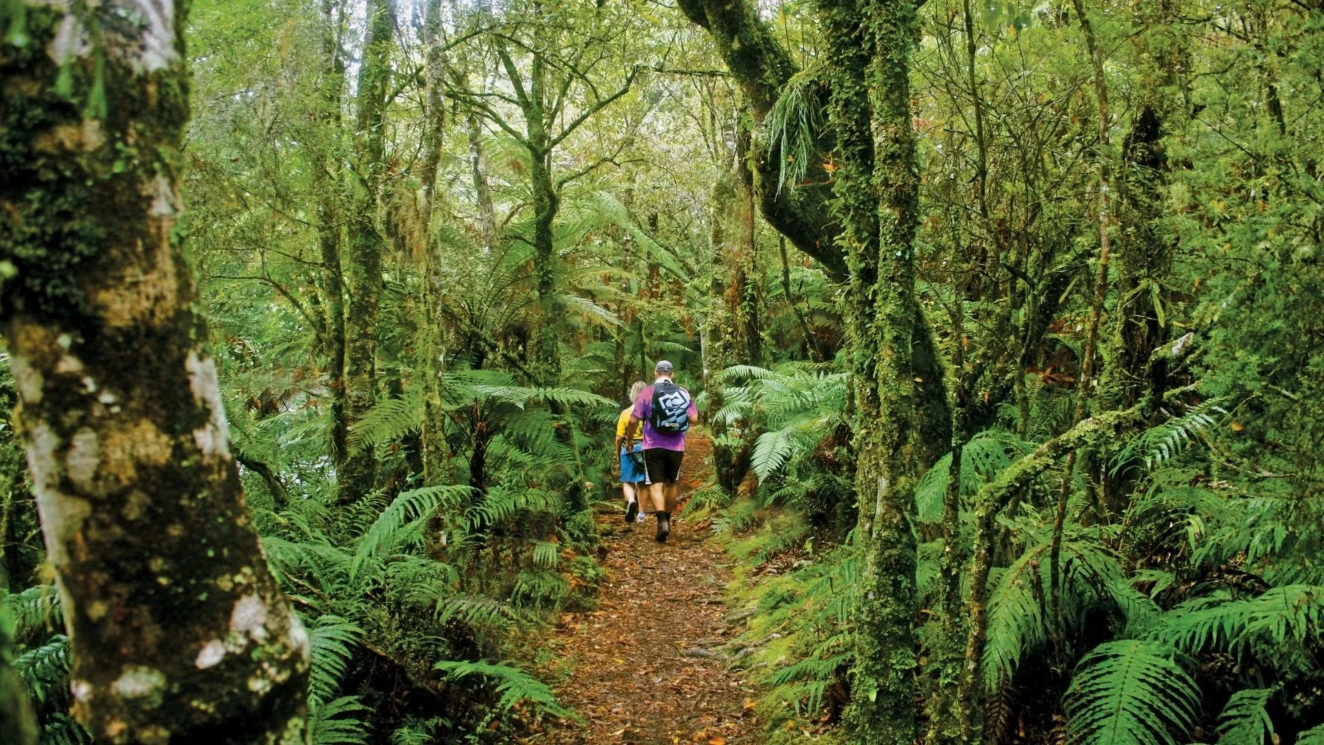 Two people walk through a dirt path in a green forest with native trees and ferns.