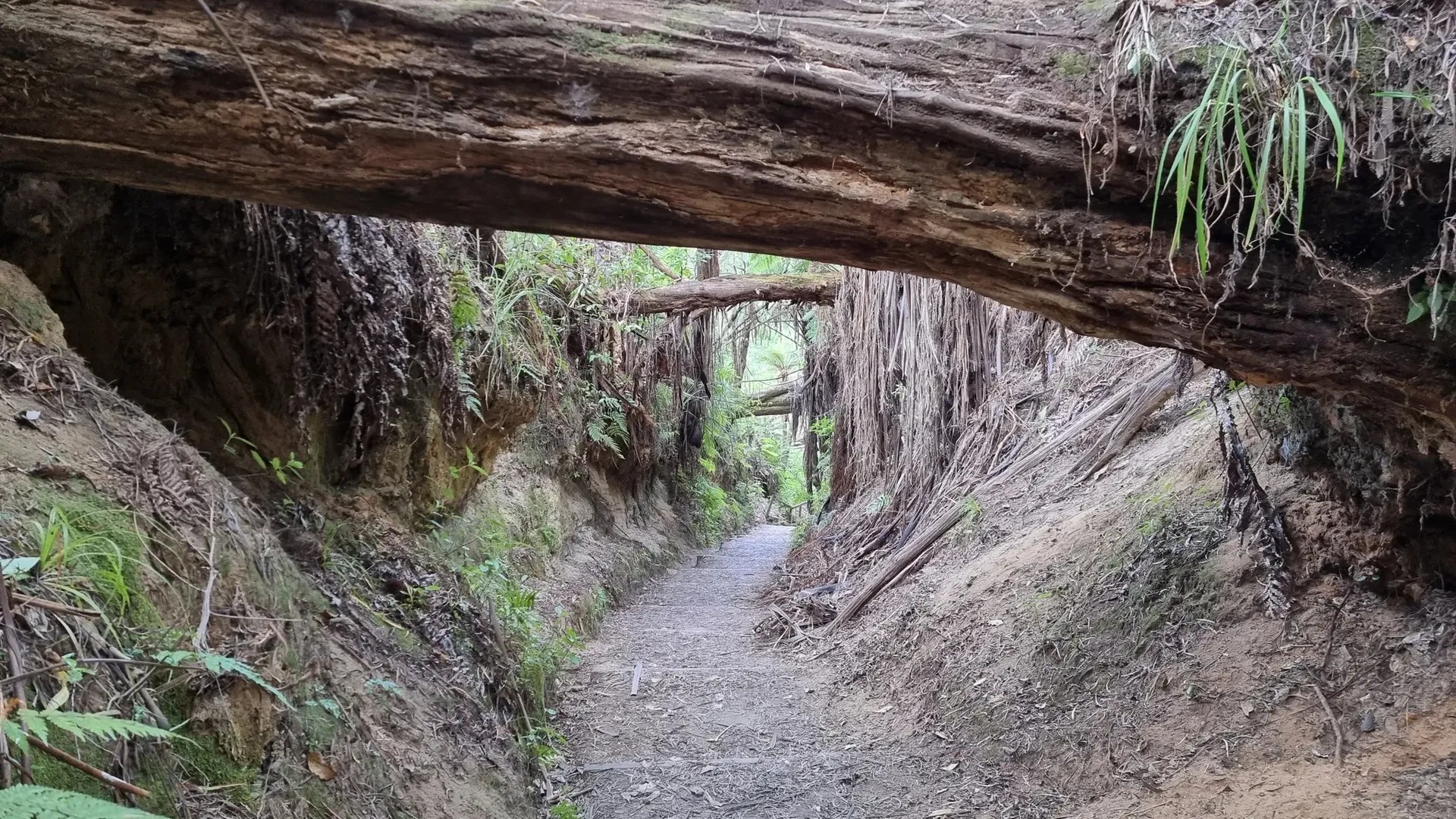 Dirt path in a forest with a fallen tree overhead.