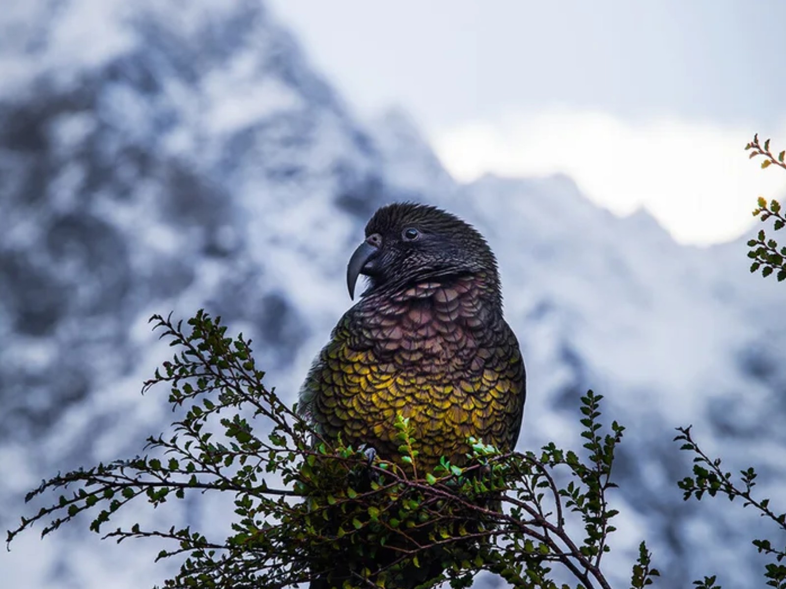 Kea perched on a branch in Fiordland National Park, with snow-covered mountains blurred in the background