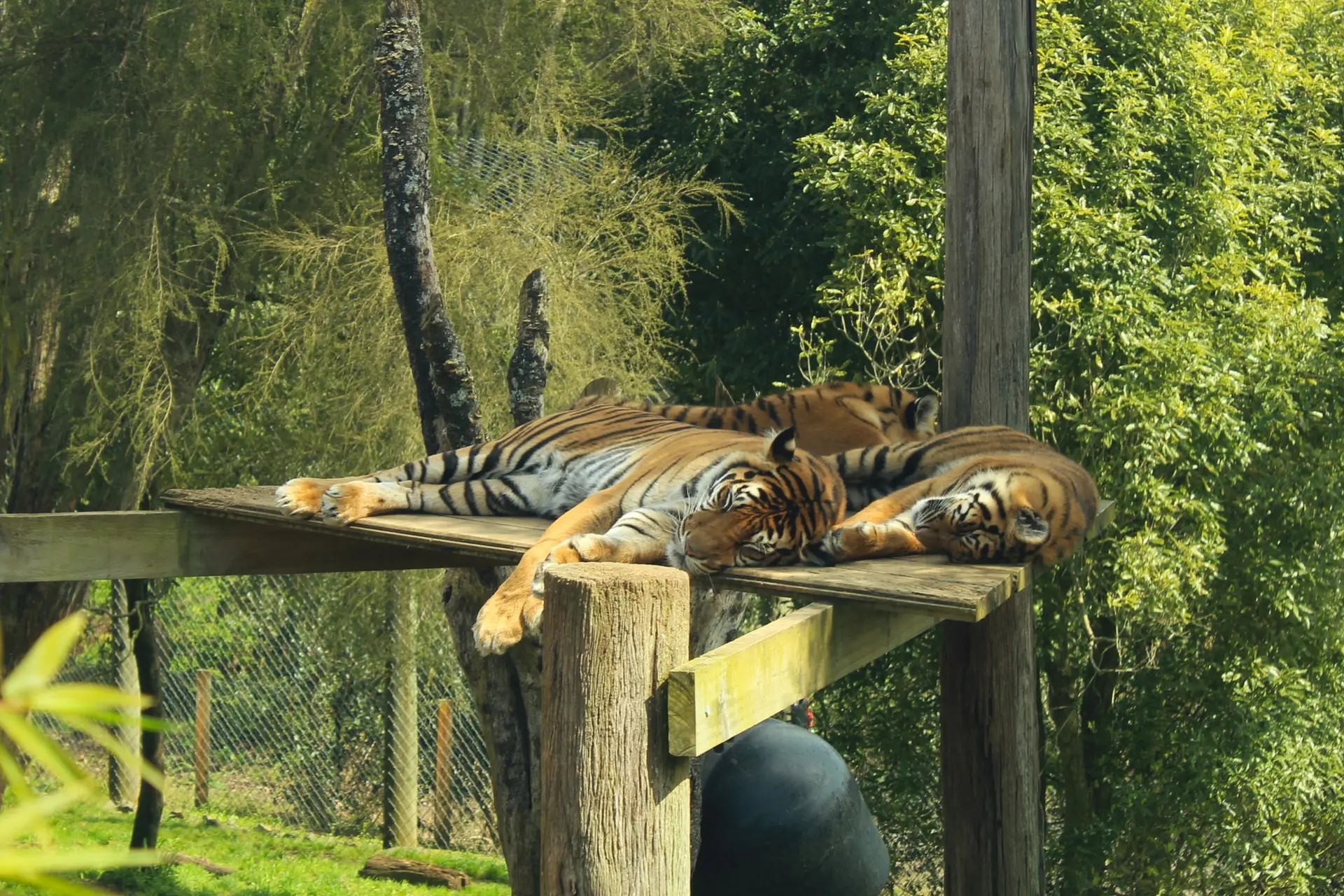 Two tigers sleeping on elevated wooden planks in a zoo.