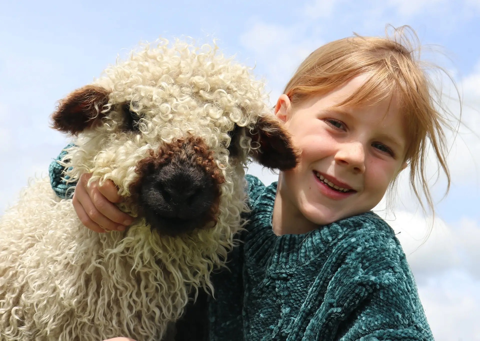 Kid putting arm around a fluffy woolly sheep.