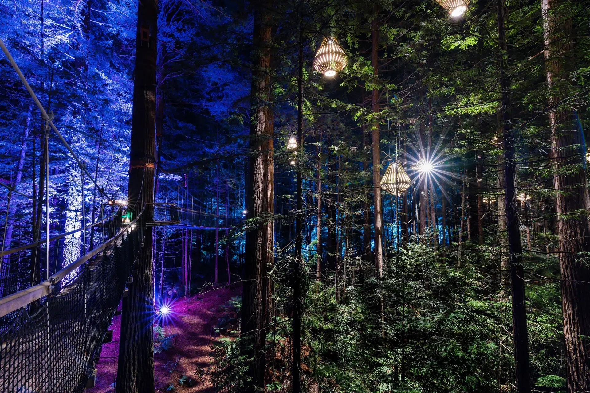 California redwood forest at night, with large lights hanging from the canopy and an elevated walking path between the trees