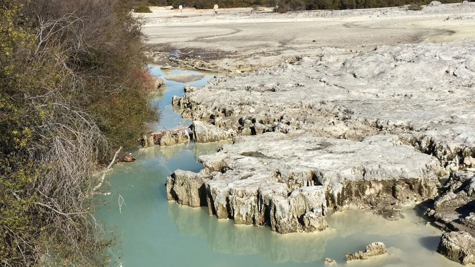 A rocky, grey formation surrounded by murky green liquid and plants nearby.