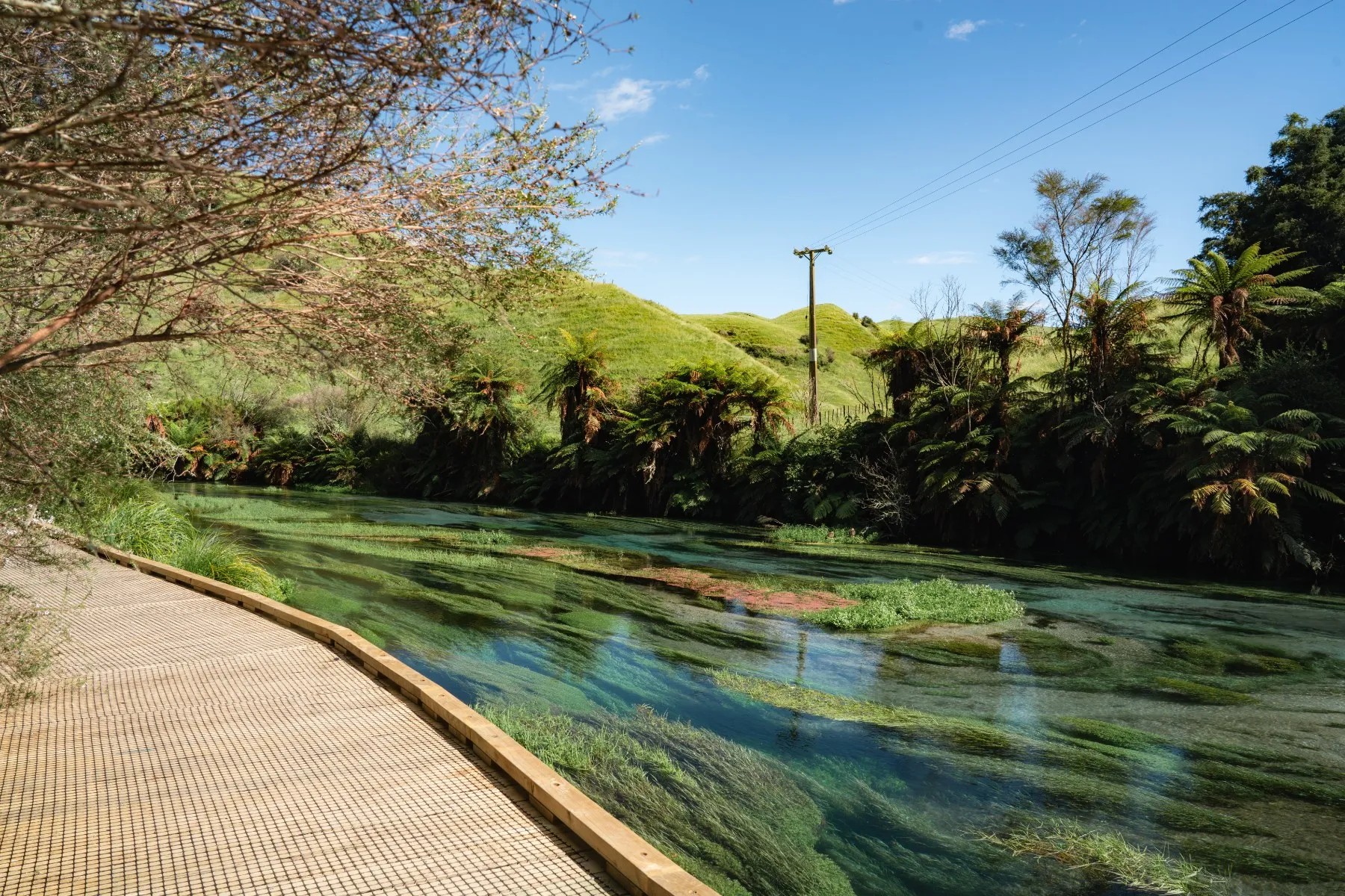 Wooden walkway next to a clear blue stream filled with greenery. Behind are native trees and rolling hills.