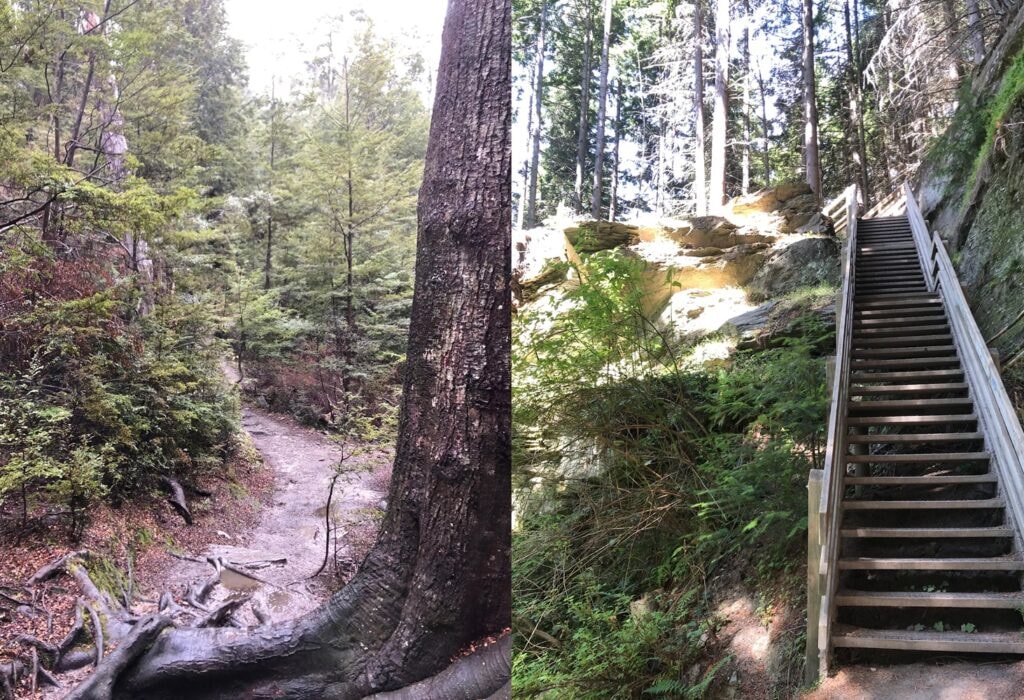 A wooden staircase leads up the Tiki Trail to Skyline Queenstown.