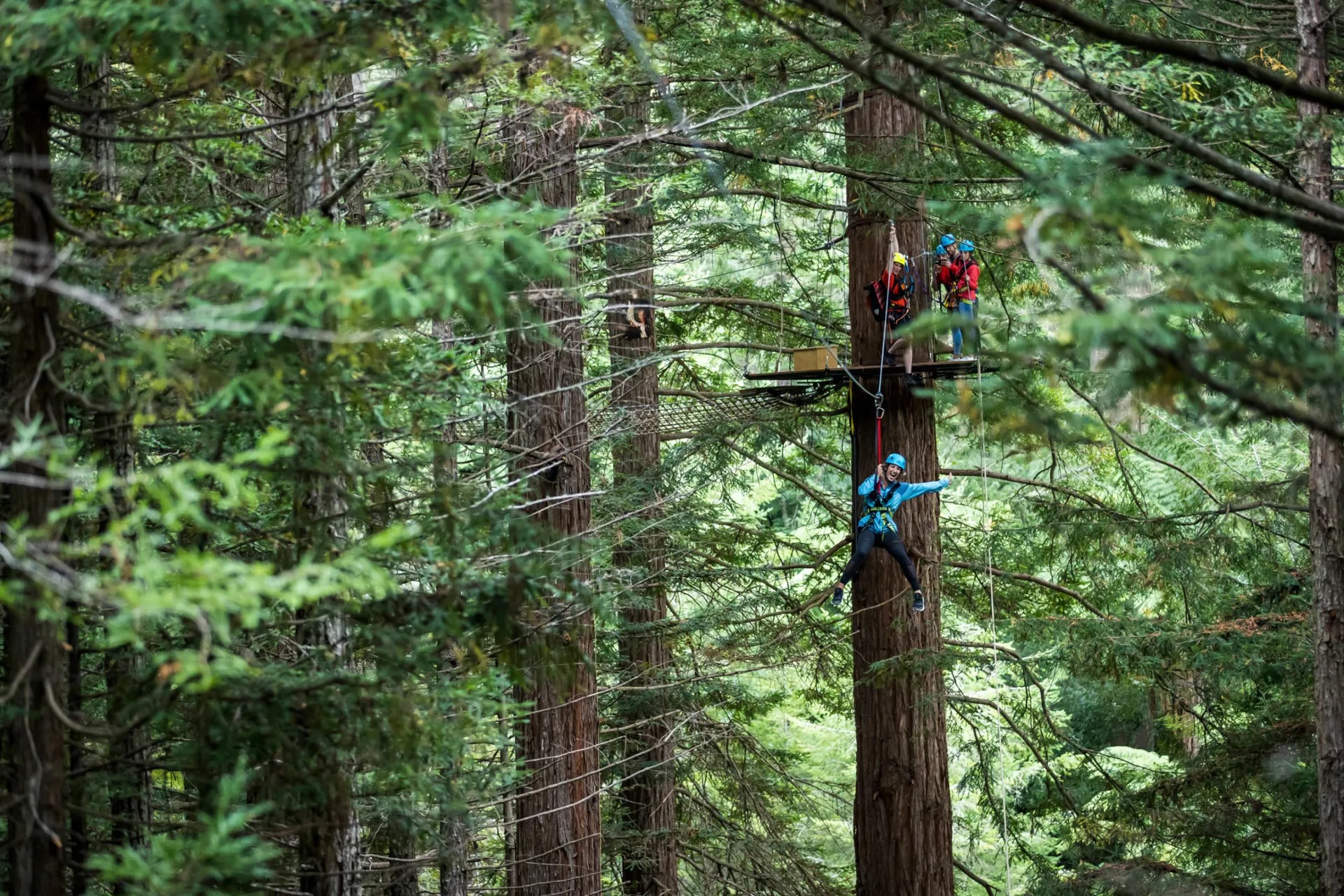 A redwood tree forest. One tree has a platform where a few people are clipped onto a rope. One person is riding a ropeway to another tree
