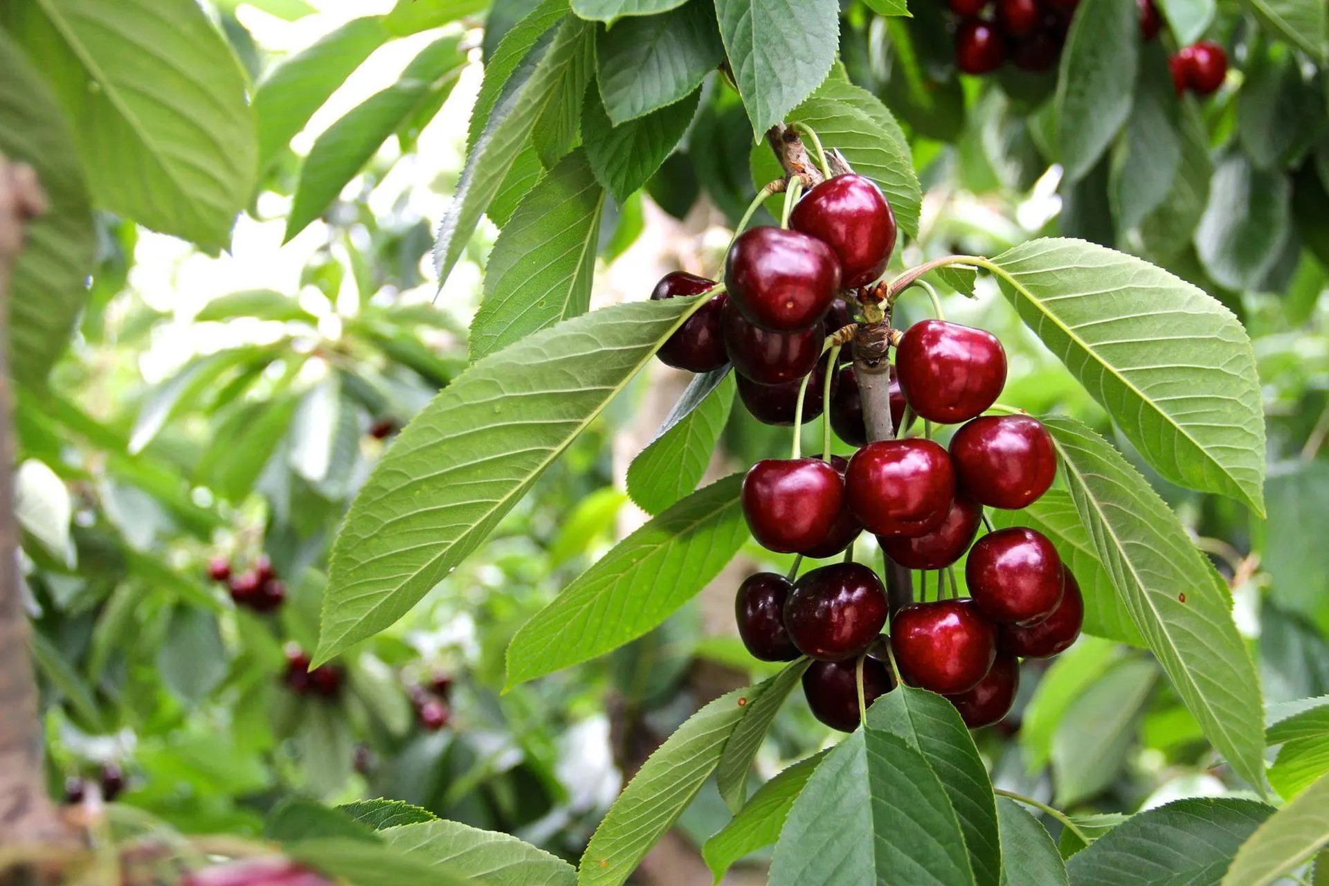 A bunch of ripe cherries on a tree