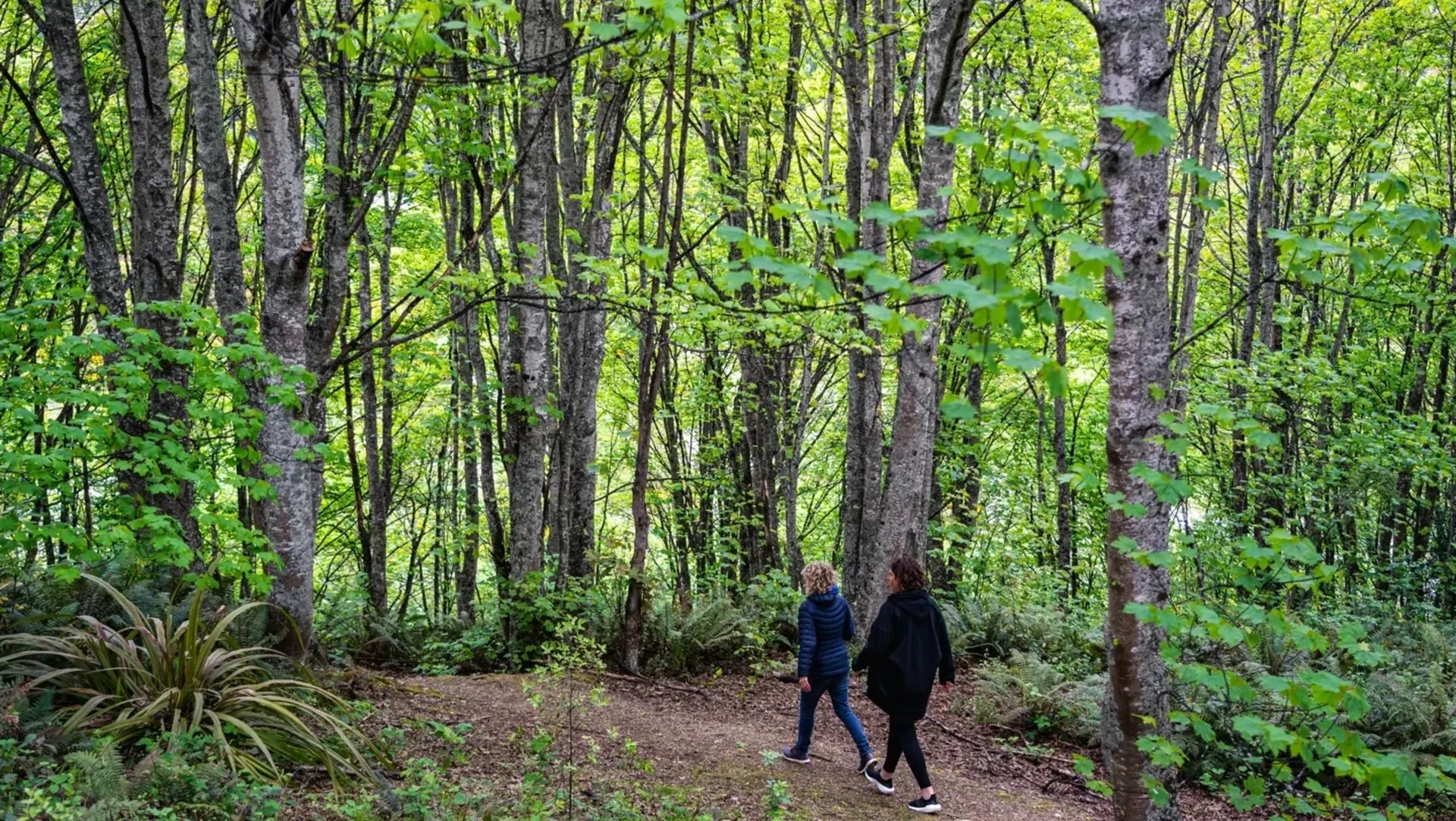 Two people walking in the forest on a designated path