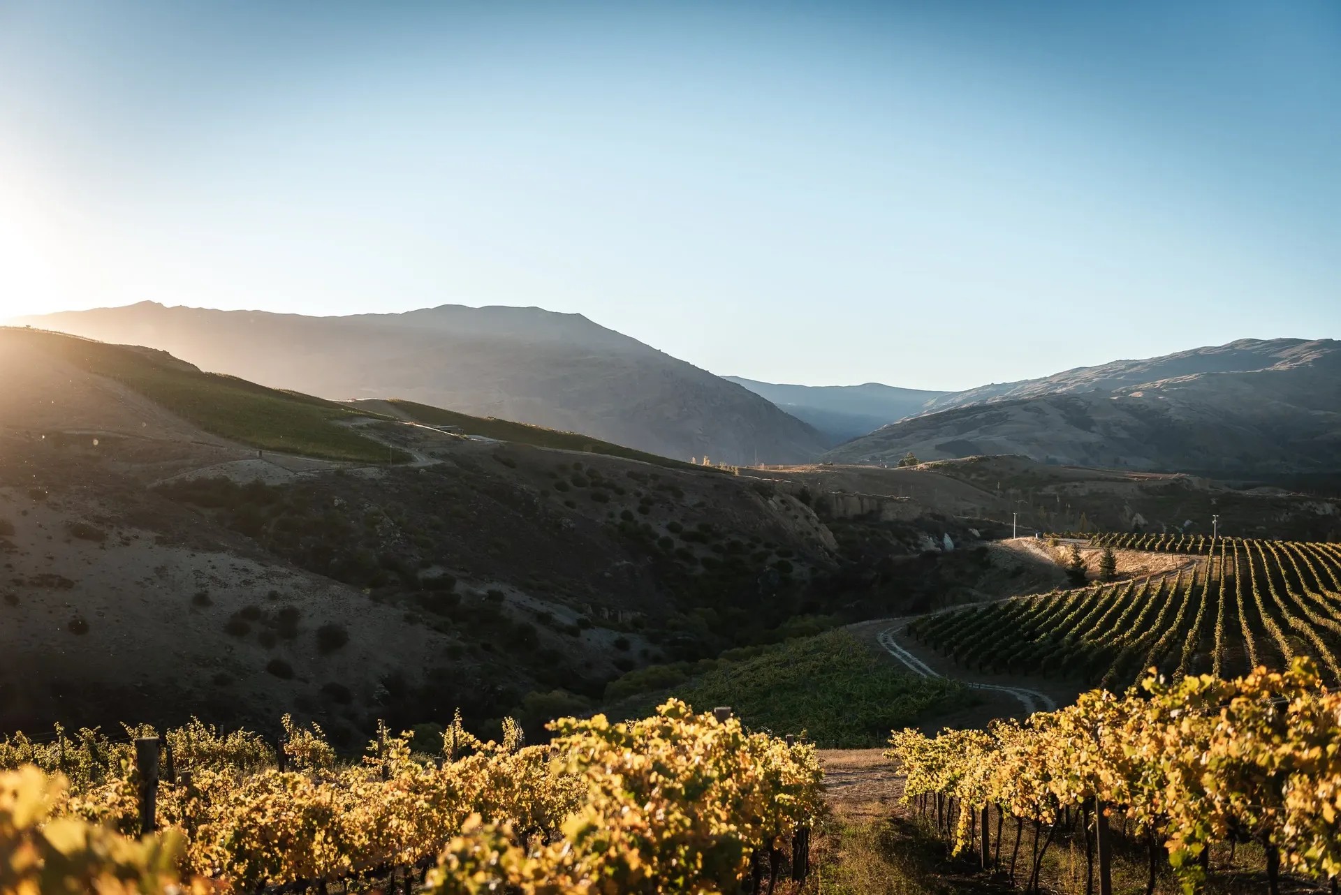 A vineyard that runs along some mountains in Central Otago